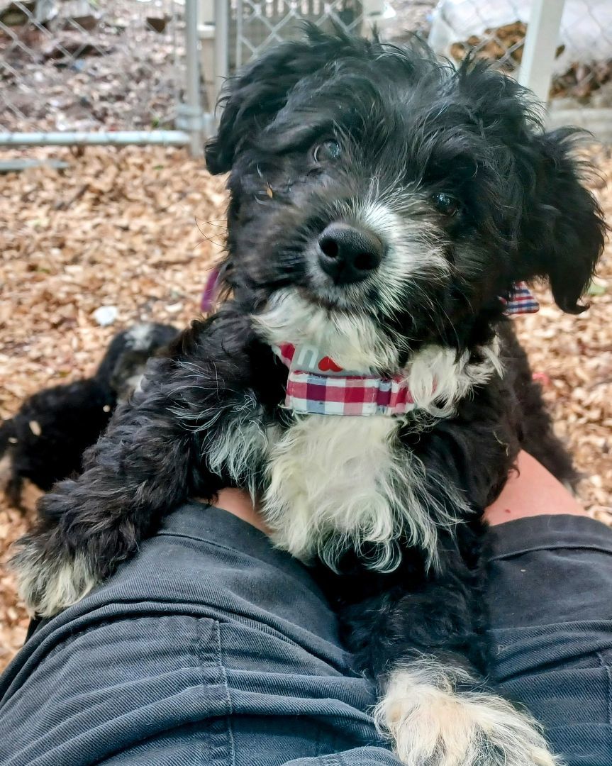 Jumpin Jax, a Adoptable mixed breed in Chattanooga, TN image 4/8