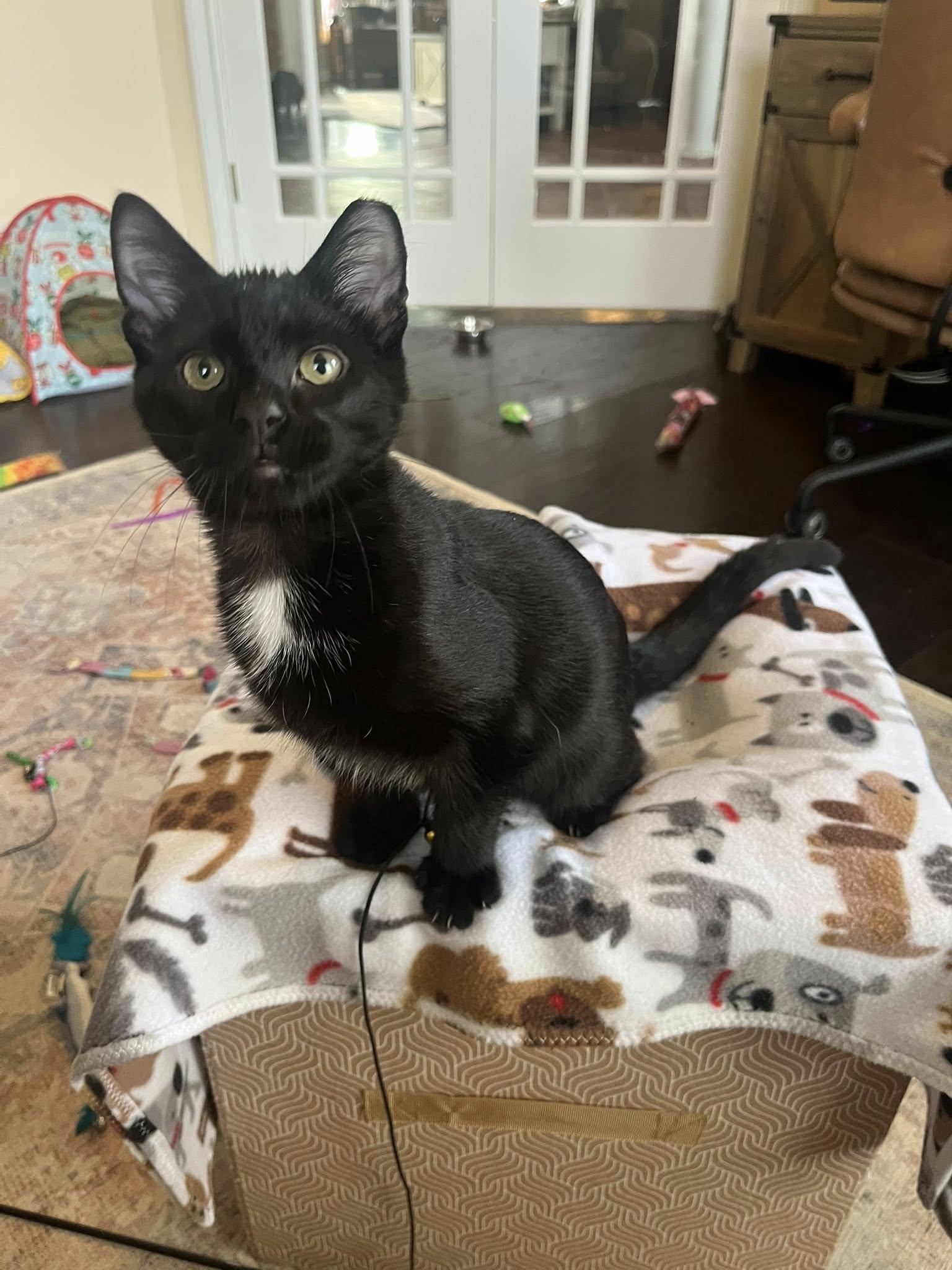 Enlarge Milo, an adopted Domestic Short Hair in Independence, OH image 5/5