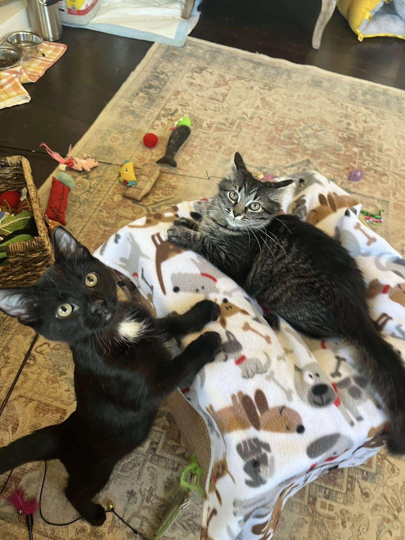 Enlarge Milo, an adopted Domestic Short Hair in Independence, OH image 2/5