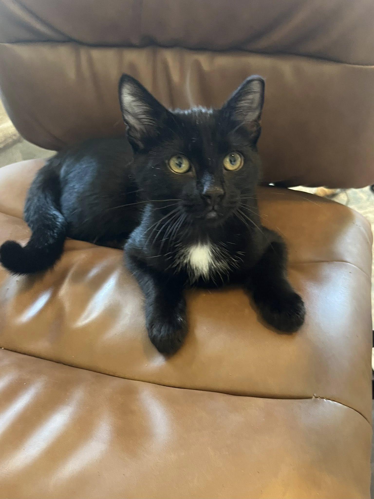 Milo, adopted, Kitten Male Domestic Short Hair.