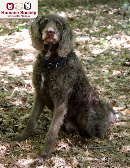 Kevin, a ADOPTABLE mixed breed in Nashua, NH image 2/3