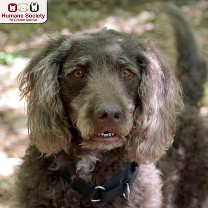 Kevin, a ADOPTABLE mixed breed in Nashua, NH image 1/3
