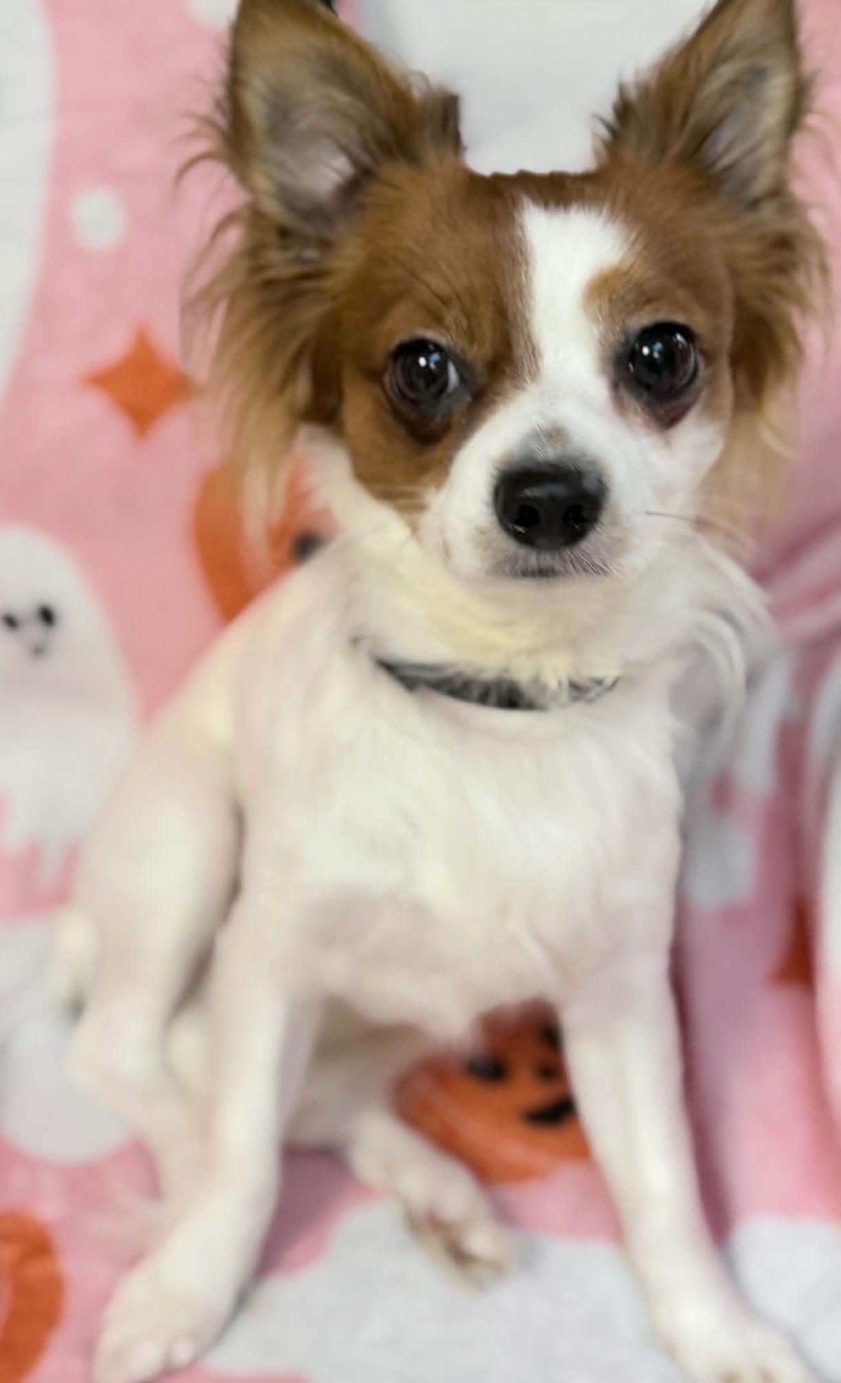 Enlarge Leon, a Adoptable mixed breed in Wapakoneta, OH image 4/4
