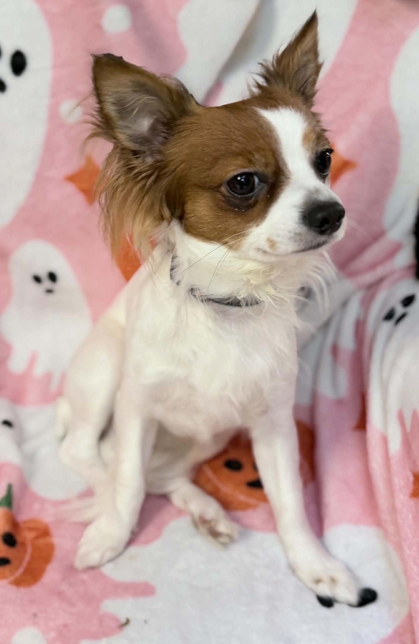 Enlarge Leon, a Adoptable mixed breed in Wapakoneta, OH image 3/4