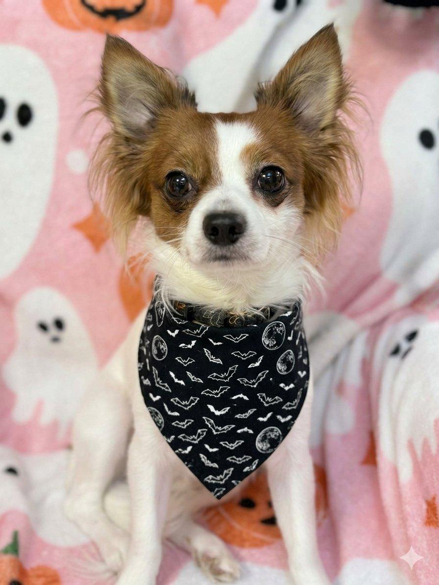 Leon, Adoptable, Young Male Chihuahua & Shih Tzu.