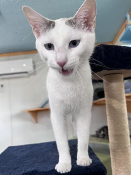 Gabriela, Adoptable, Adult Female Domestic Short Hair & Domestic Short Hair.