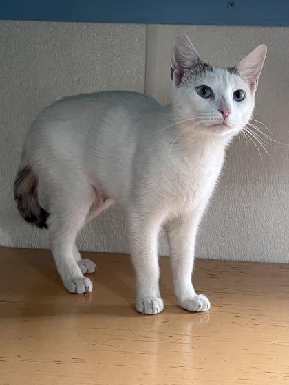 Gabriela, a Adoptable mixed breed in Houston, TX image 2/3