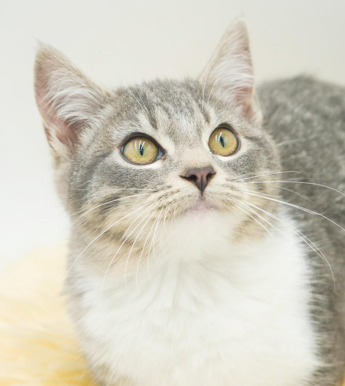 Happy is kitten heaven!  OLD ENOUGH TO GO SOLO!!