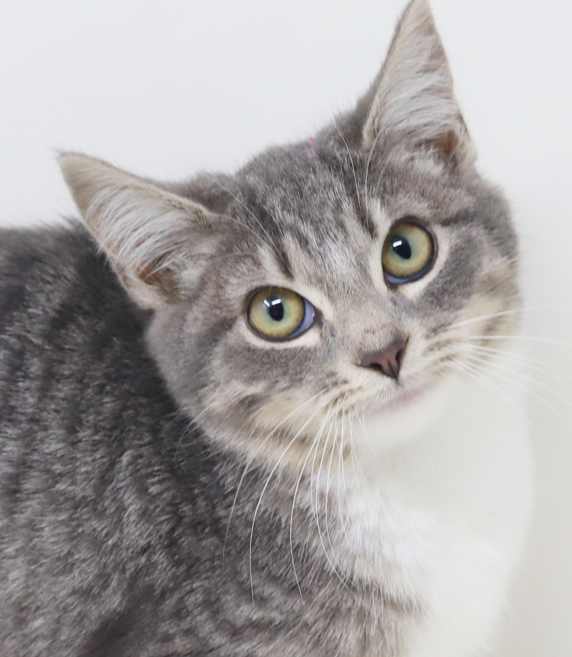 Happy is kitten heaven!  OLD ENOUGH TO GO SOLO!!