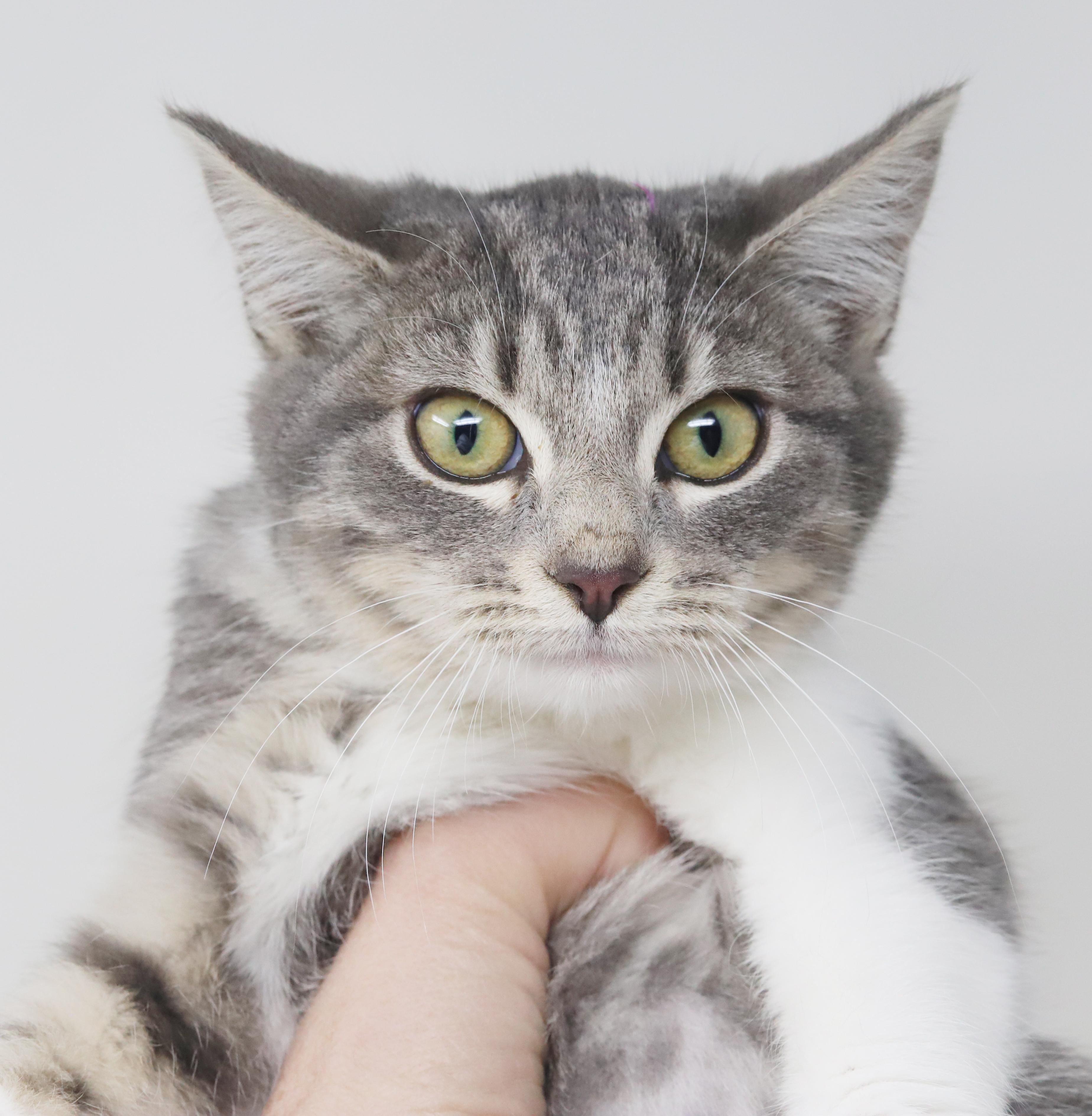 Happy is kitten heaven!  OLD ENOUGH TO GO SOLO!!