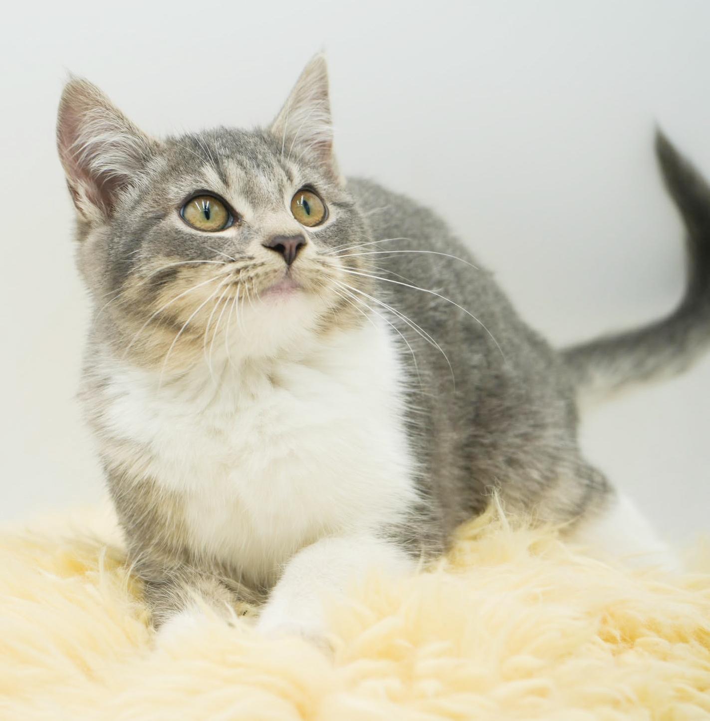 Happy is kitten heaven!  OLD ENOUGH TO GO SOLO!!