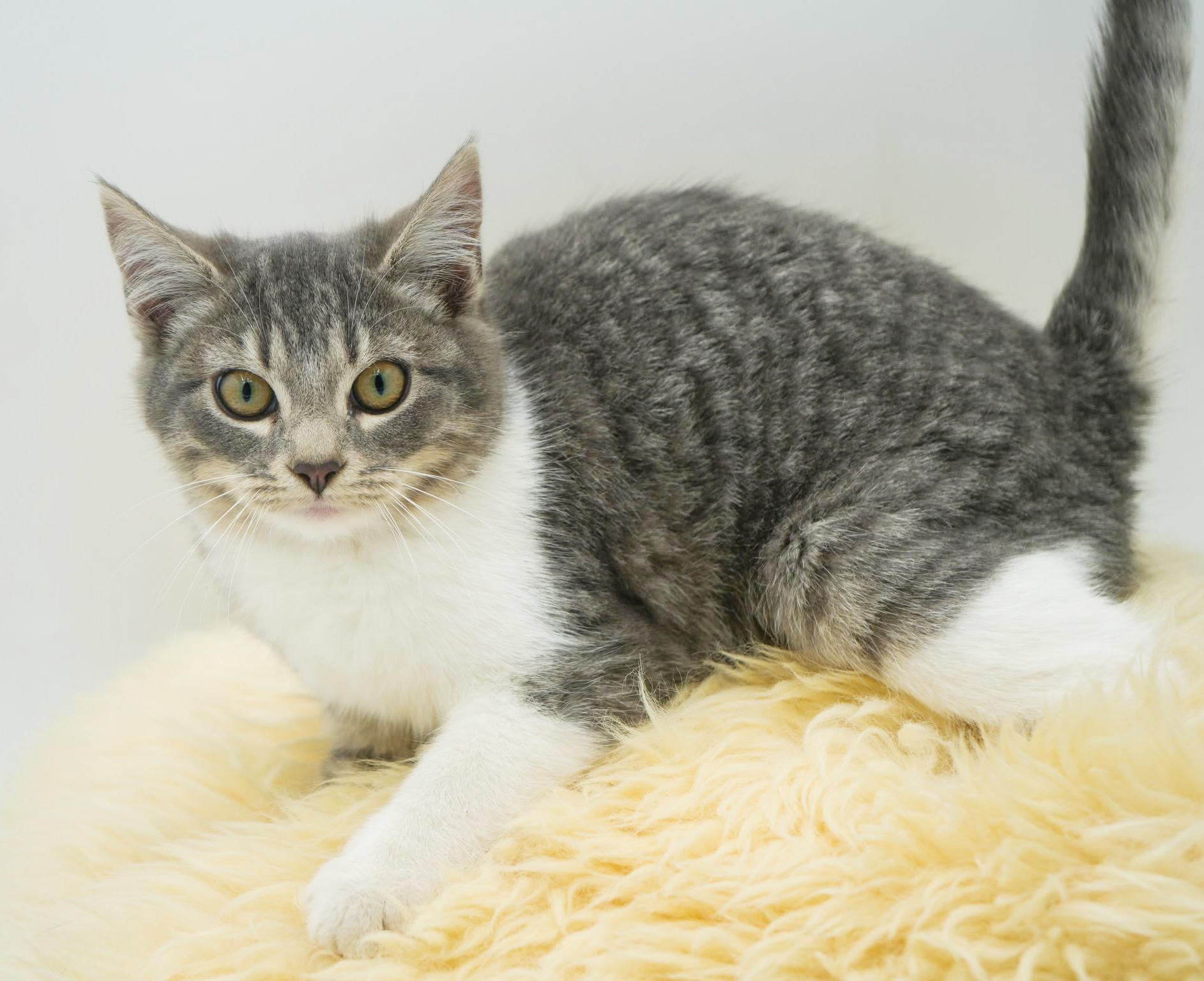 Happy is kitten heaven!  OLD ENOUGH TO GO SOLO!!