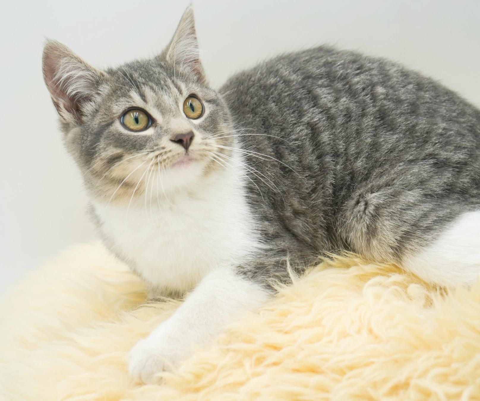 Happy is kitten heaven!  OLD ENOUGH TO GO SOLO!!