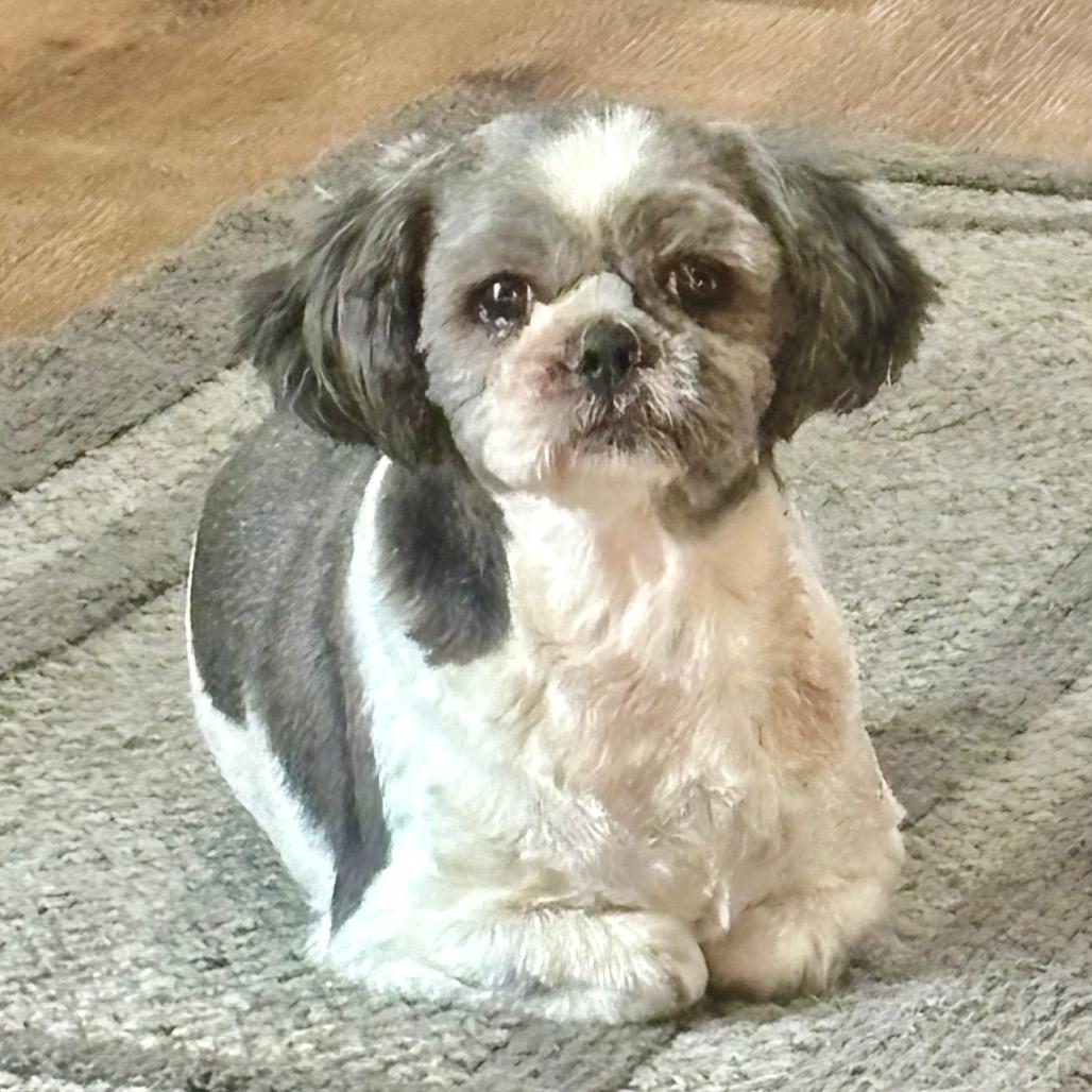 Paddington thumbnail 2