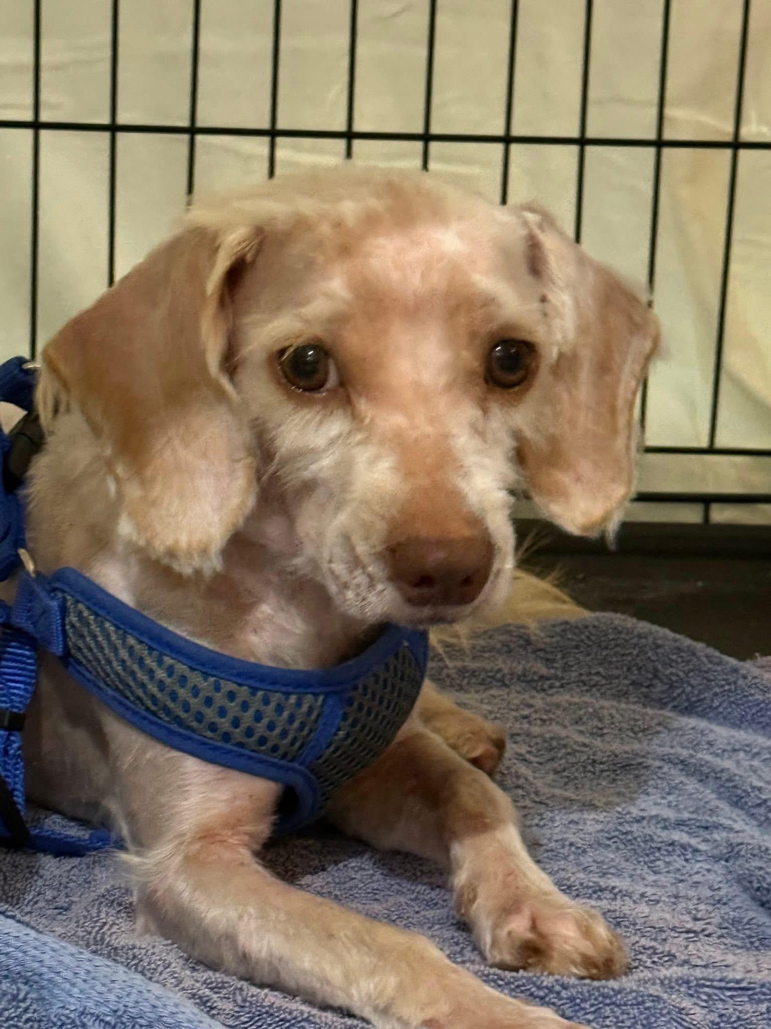 Cornbread, Young Male Terrier