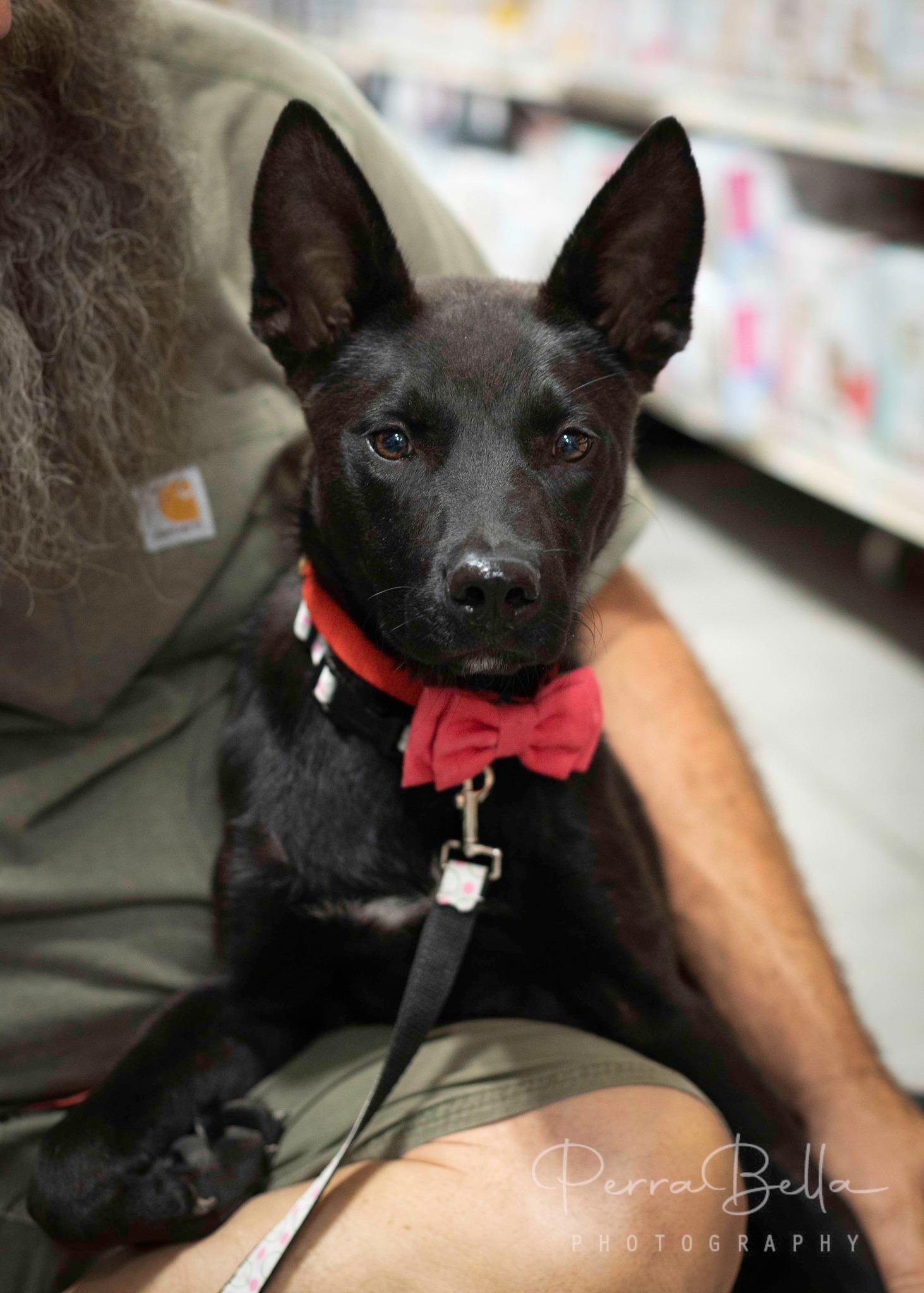 Enlarge Briggs, a Adoptable Australian Kelpie in West Richland, WA image 1/5