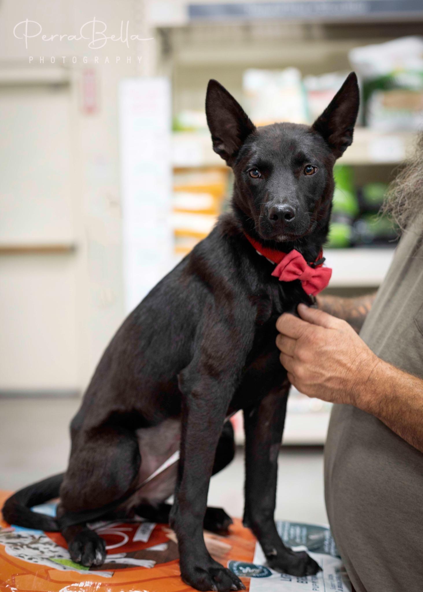 Enlarge Briggs, a Adoptable Australian Kelpie in West Richland, WA image 5/5