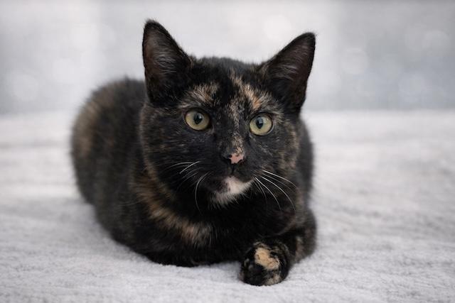 Teri the Tortie, ADOPTABLE, Young Female Domestic Short Hair.