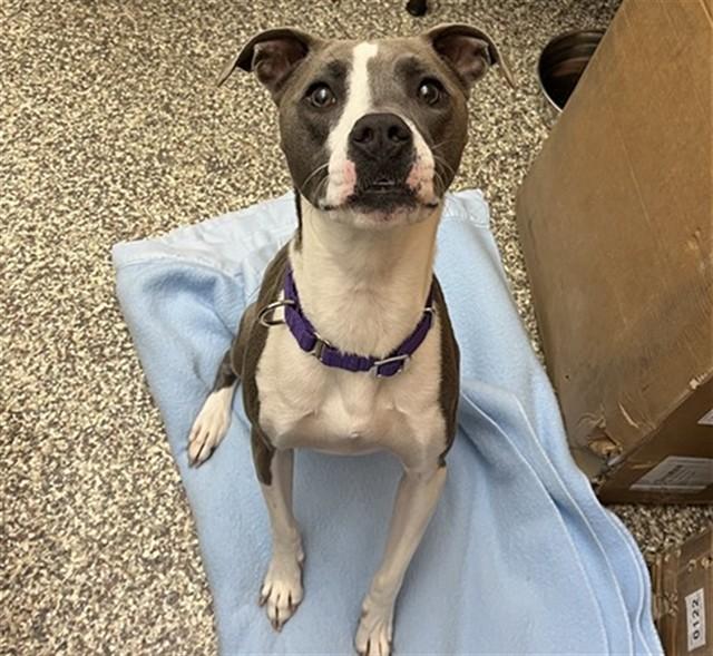 Enlarge ATHENA, a Adoptable mixed breed in Colorado Springs, CO image 1/1