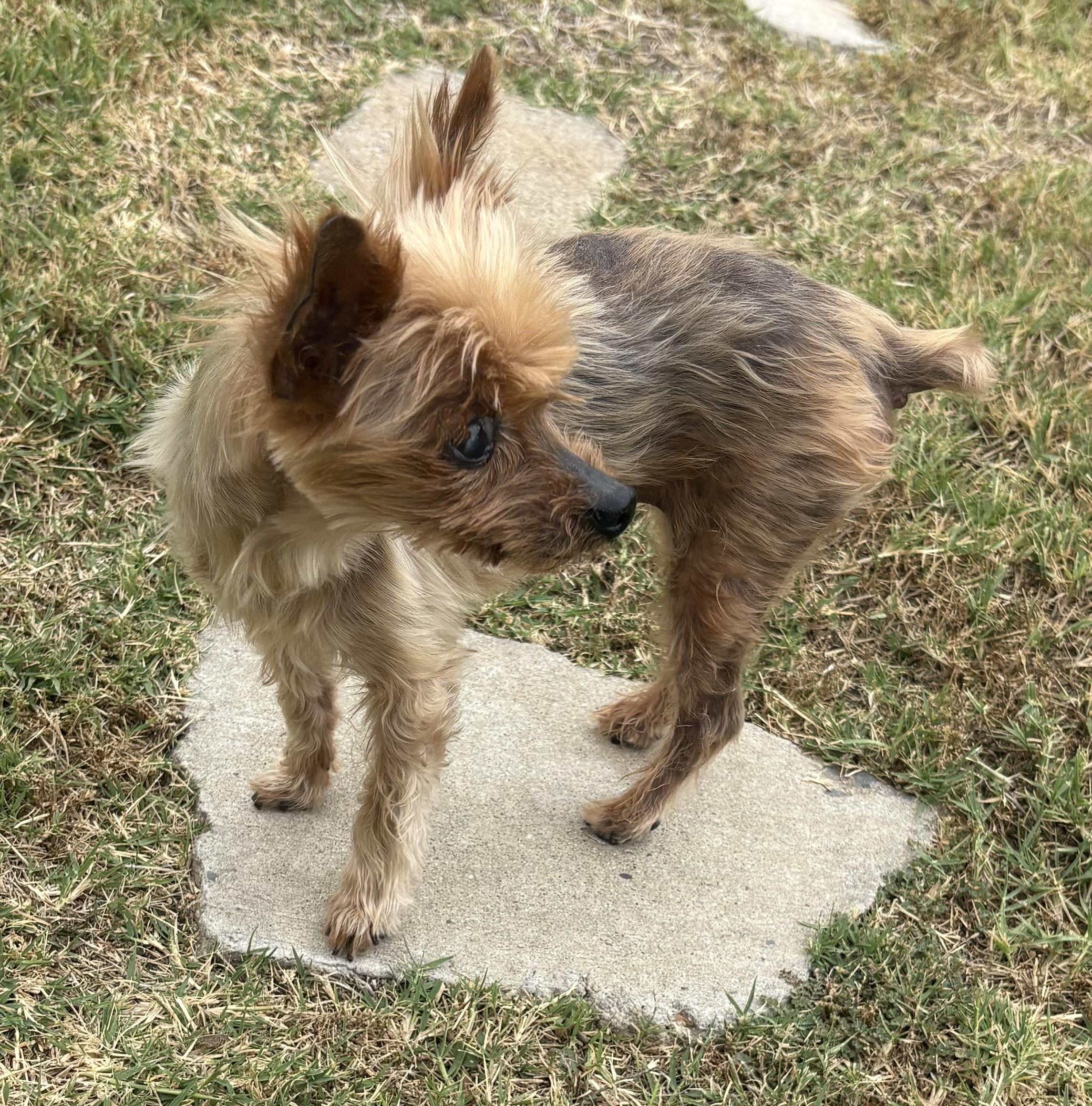 Petunia, an adopted Yorkshire Terrier in Covina, CA image 2/2