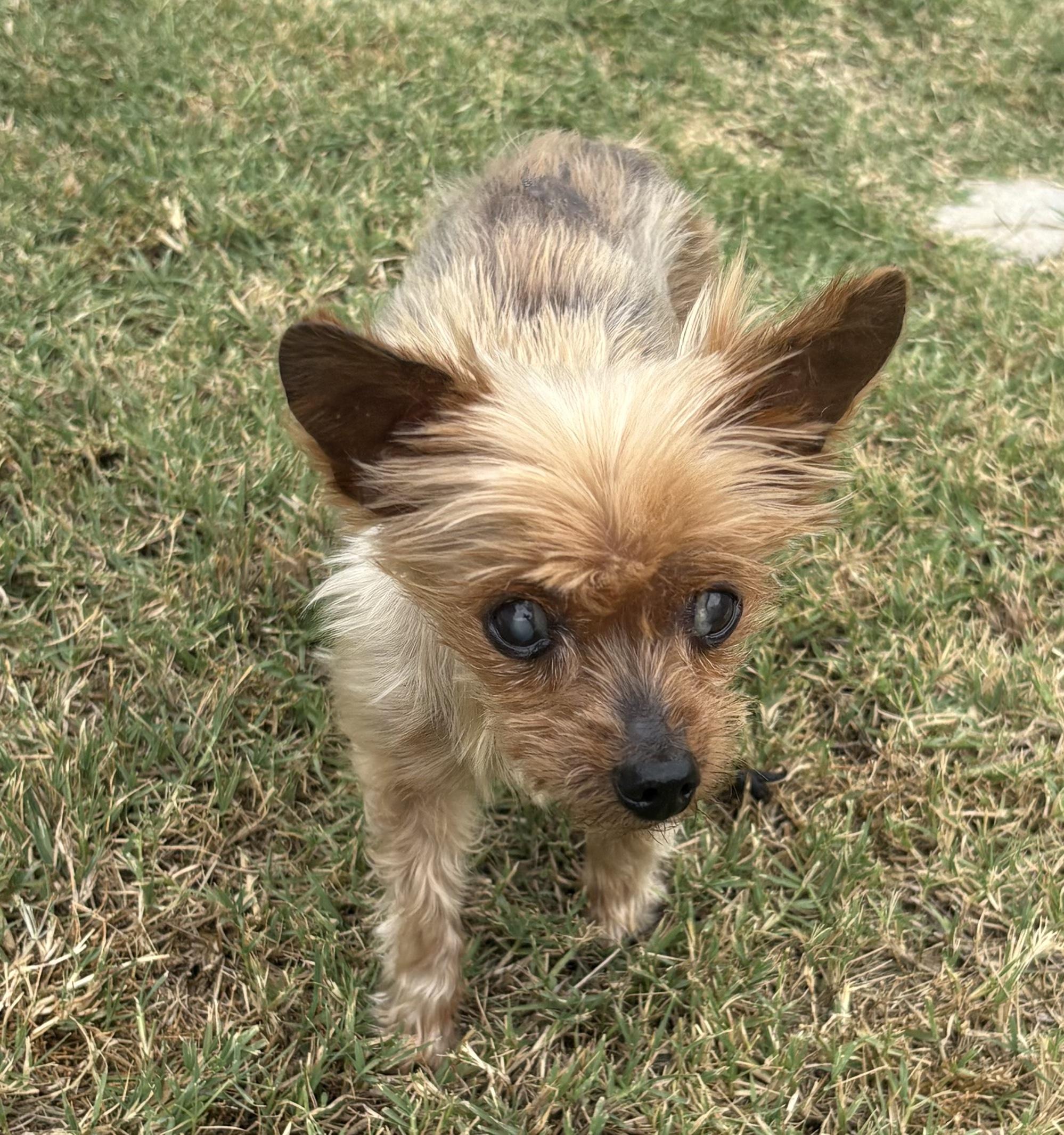Petunia, adopted, Senior Female Yorkshire Terrier.
