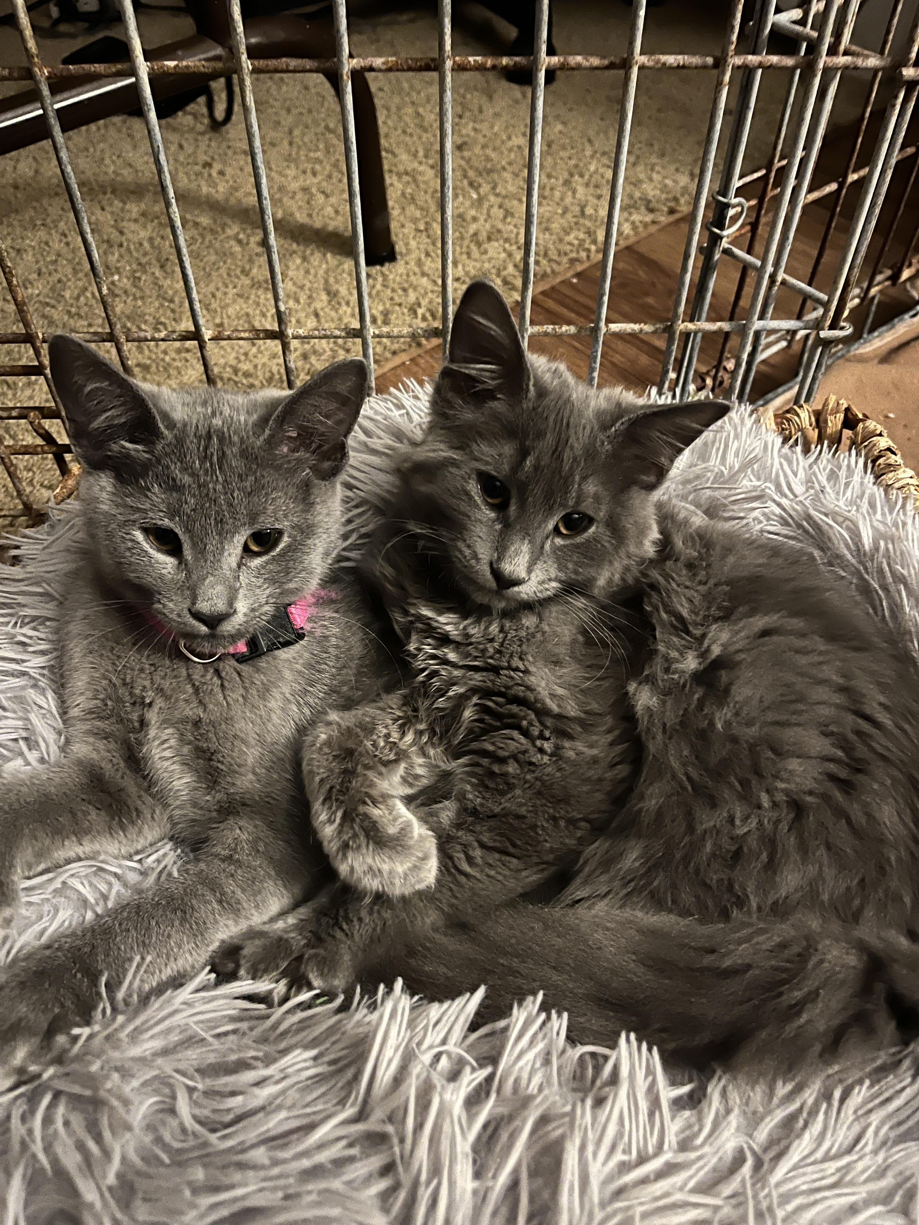 Enlarge Echo, a Adopted Domestic Medium Hair in Topsham, ME image 3/3