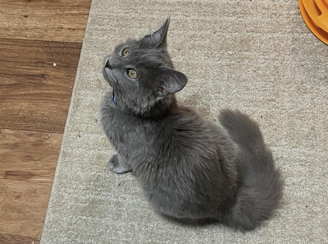 Enlarge Echo, a Adopted Domestic Medium Hair in Topsham, ME image 2/3