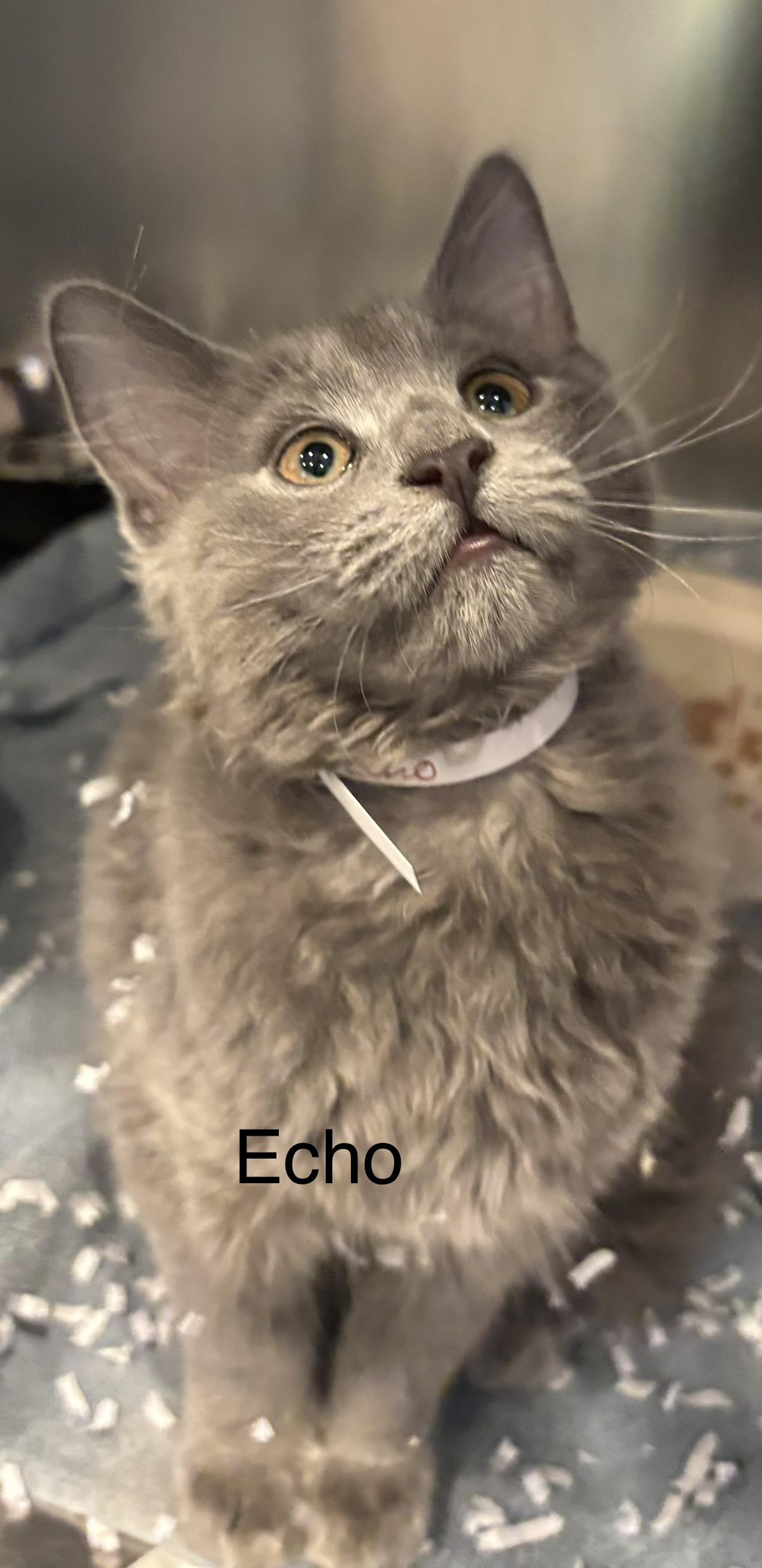 Echo, Adopted, Young Female Domestic Medium Hair.
