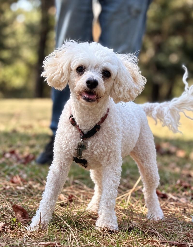 Pixie photo