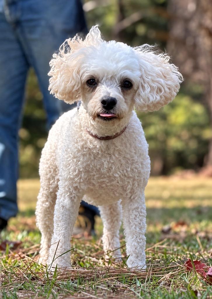 Enlarge Pixie, a Adoptable mixed breed in Princeton, MA image 2/3