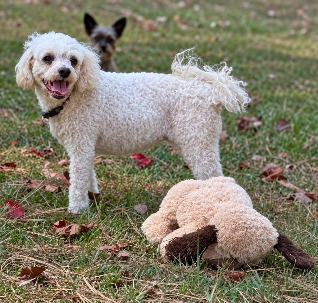 Enlarge Pixie, a Adoptable mixed breed in Princeton, MA image 3/3