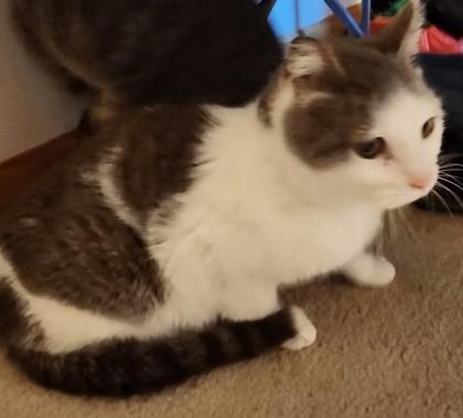 Angelique, Adoptable, Adult Female Domestic Short Hair & Domestic Short Hair.