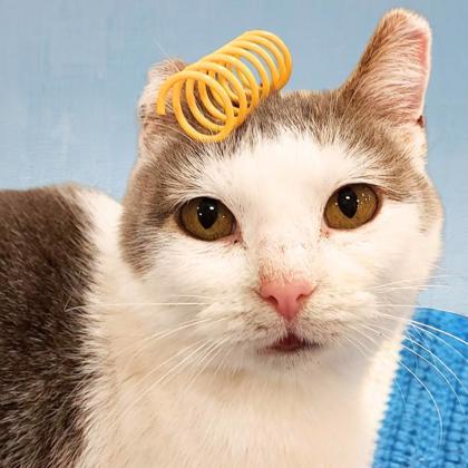 Angelique, a Adoptable mixed breed in Verona, WI image 1/2