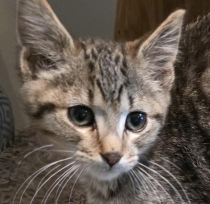 Angelique, a Adoptable mixed breed in Verona, WI image 2/3