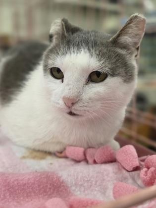 Angelique, a Adoptable mixed breed in Verona, WI image 3/3