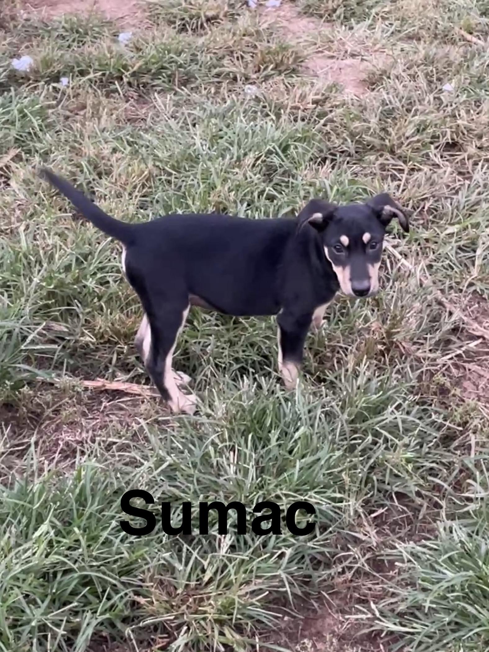 Enlarge Sumac, a Adoptable mixed breed in Topeka, KS image 1/1