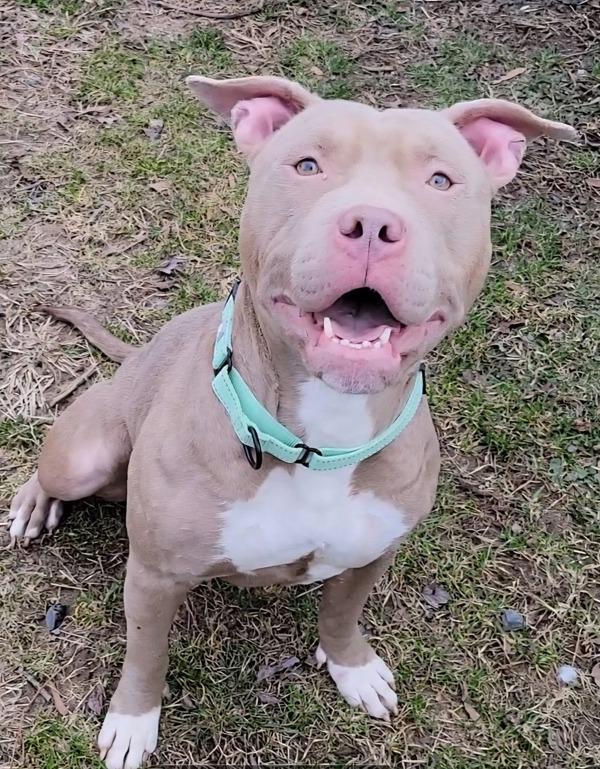 Chi Chi, Adoptable, Adult Female Pit Bull Terrier.