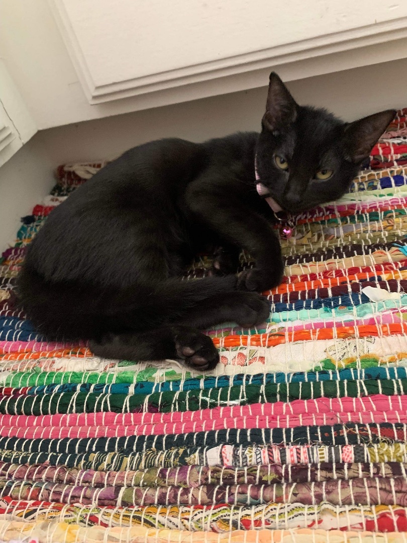 Enlarge Cleopatra/ Pointy, a Adoptable Domestic Short Hair in Mabank, TX image 3/6