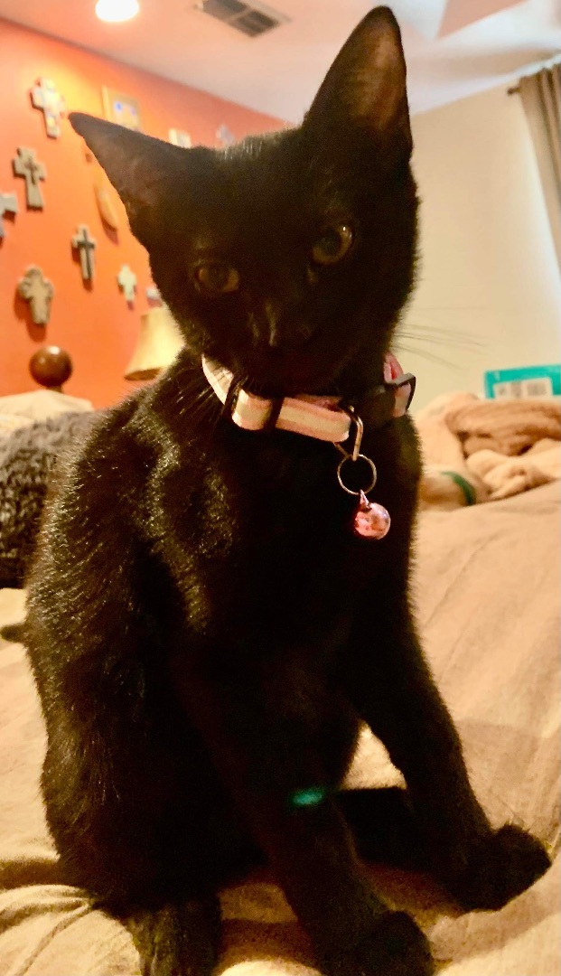 Enlarge Cleopatra/ Pointy, a Adoptable Domestic Short Hair in Mabank, TX image 4/6