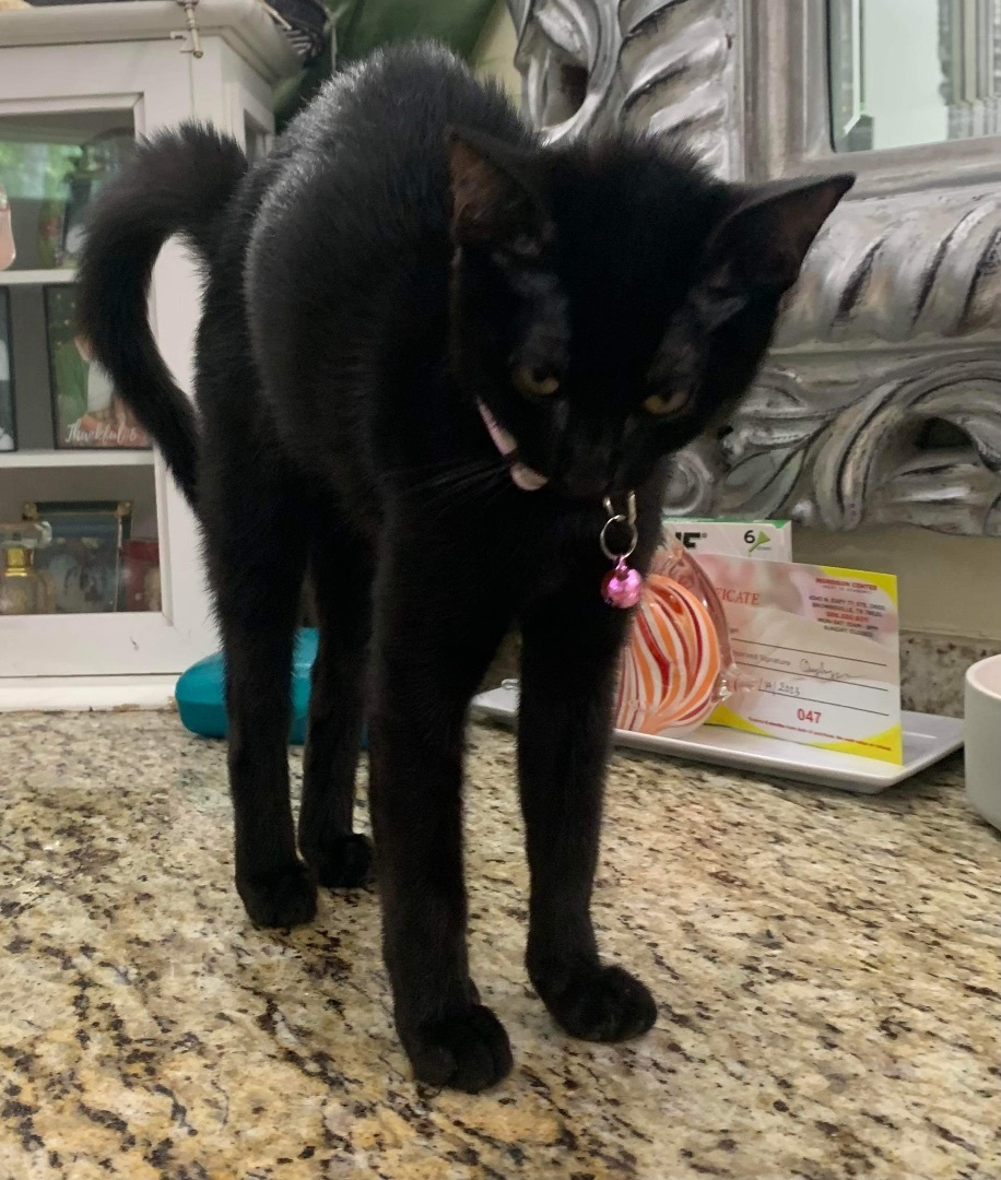 Enlarge Cleopatra/ Pointy, a Adoptable Domestic Short Hair in Mabank, TX image 5/6