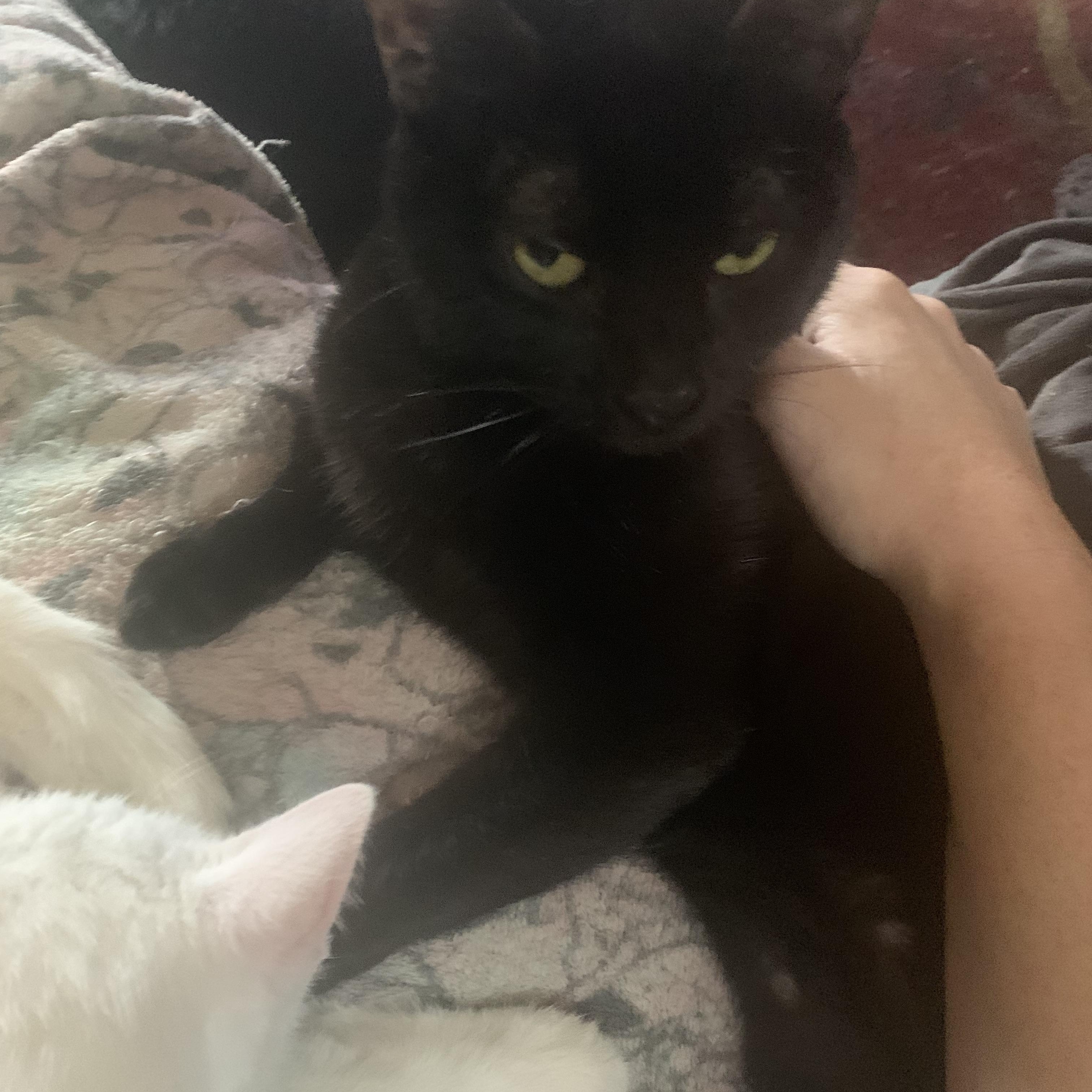 Enlarge Cleopatra/ Pointy, a Adoptable Domestic Short Hair in Mabank, TX image 1/6