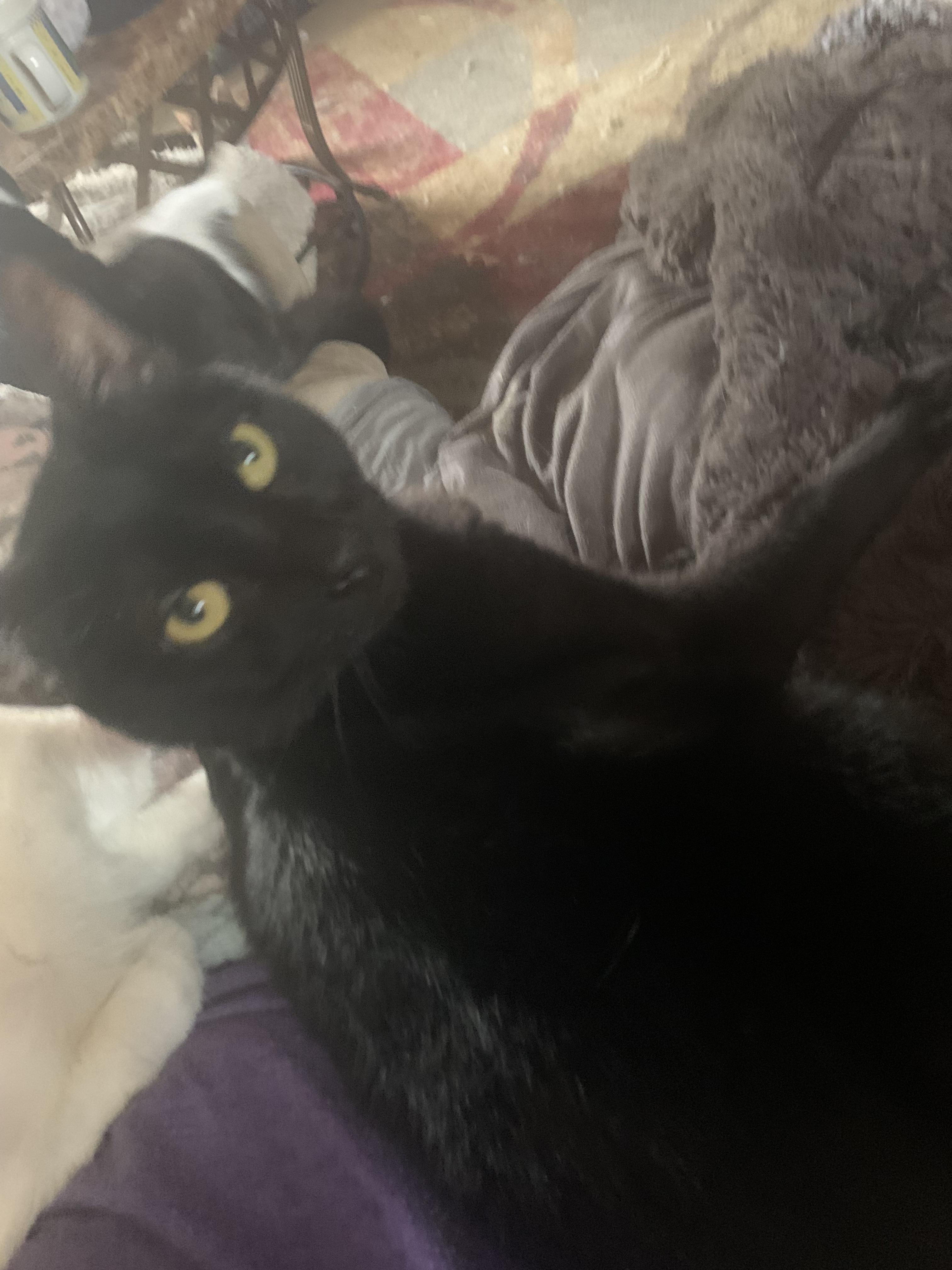 Enlarge Cleopatra/ Pointy, a Adoptable Domestic Short Hair in Mabank, TX image 2/6