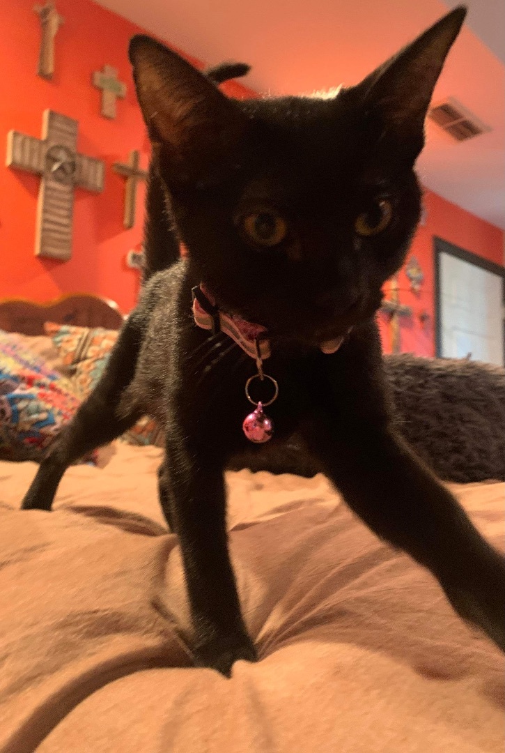 Enlarge Cleopatra/ Pointy, a Adoptable Domestic Short Hair in Mabank, TX image 6/6