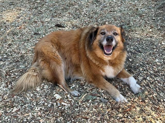 SUNNY, Adoptable, Adult Female Golden Retriever & Mixed Breed.