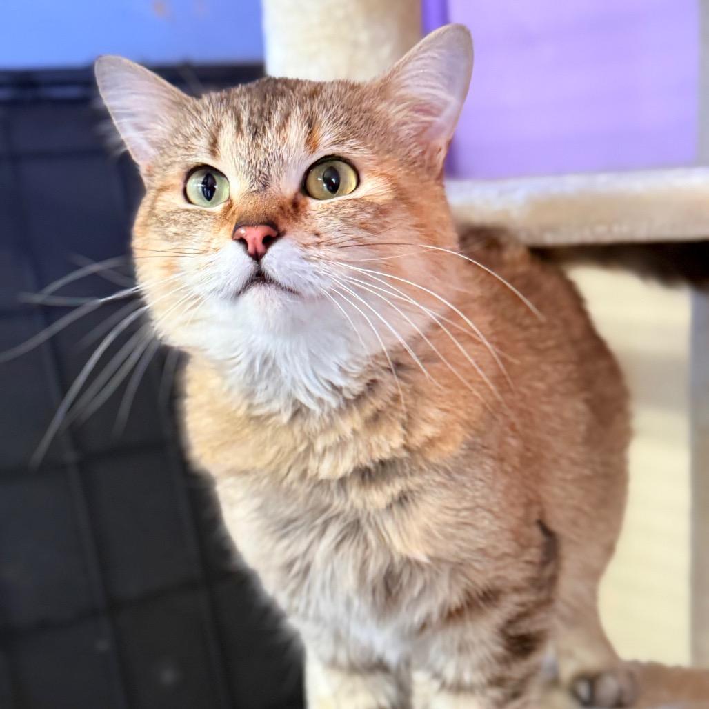 Baby, Adoptable, Adult Female Domestic Medium Hair.