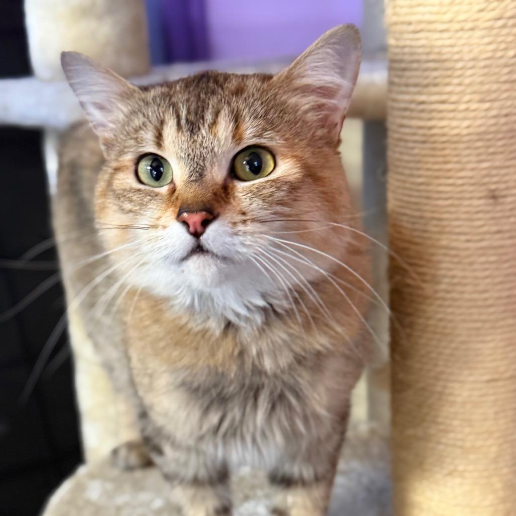 Enlarge Baby, a Adoptable Domestic Medium Hair in Redwood Valley, CA image 3/6