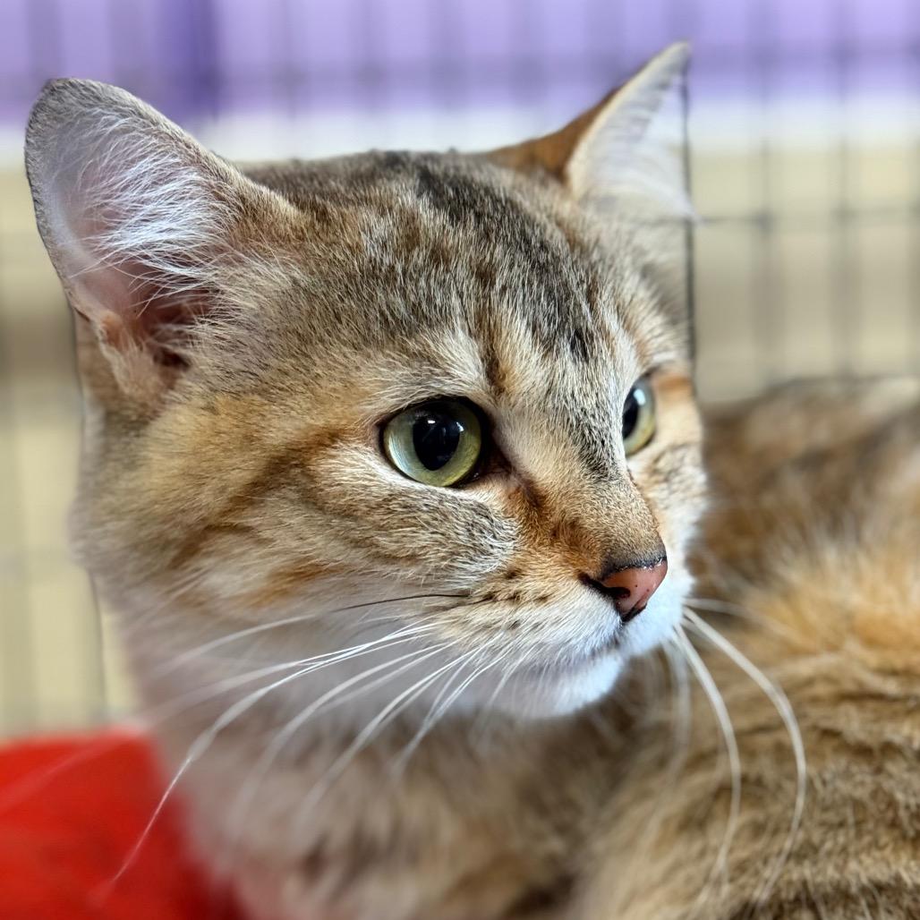 Enlarge Baby, a Adoptable Domestic Medium Hair in Redwood Valley, CA image 4/6