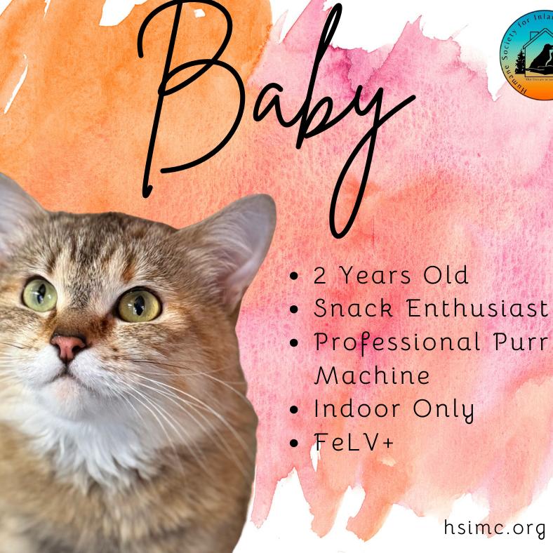 Enlarge Baby, a Adoptable Domestic Medium Hair in Redwood Valley, CA image 5/6