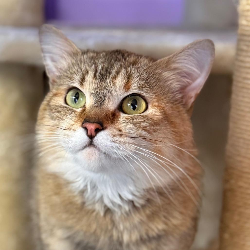 Enlarge Baby, a Adoptable Domestic Medium Hair in Redwood Valley, CA image 6/6