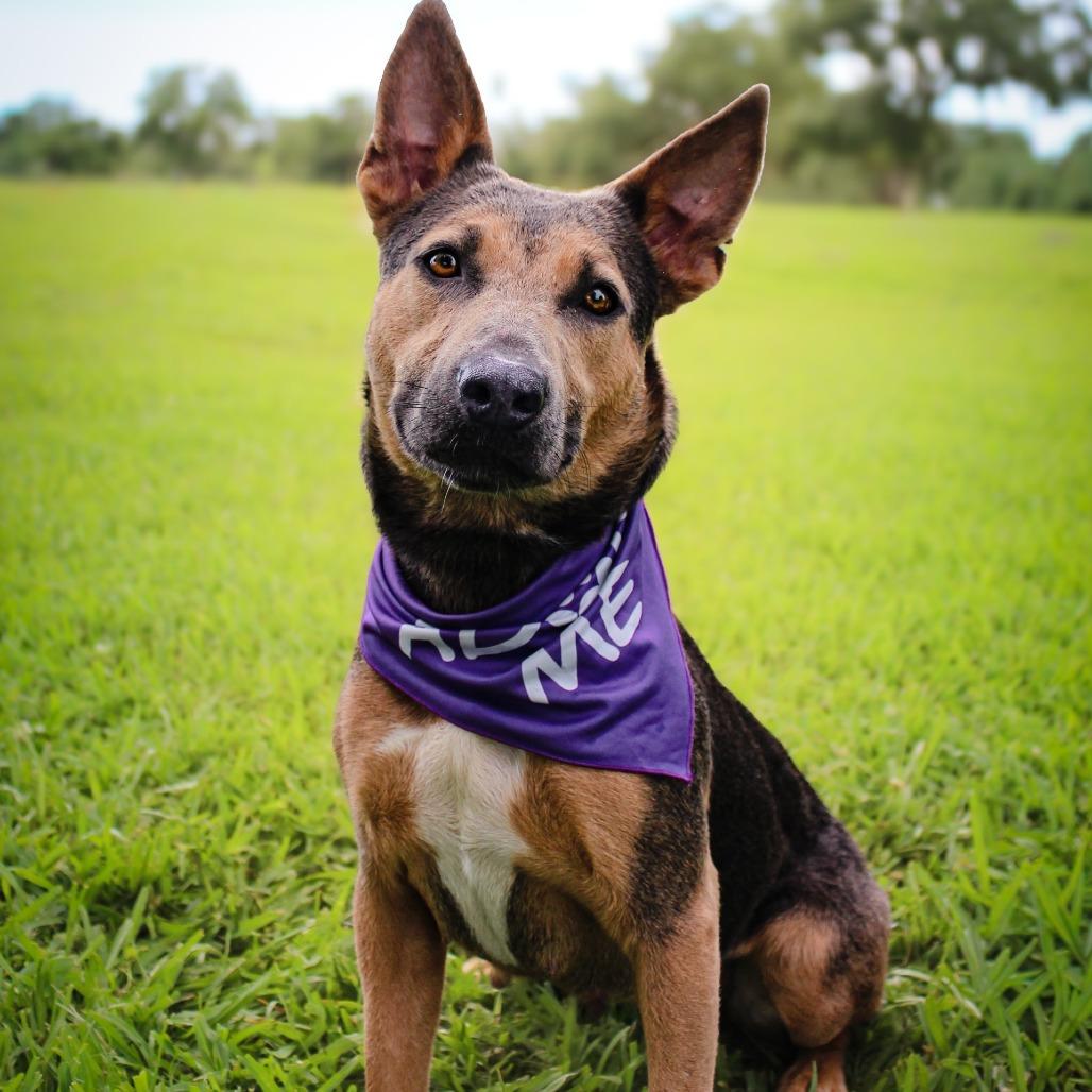 Paris, Adoptable, Adult Female Mixed Breed.